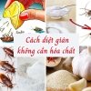 CÁCH DIỆT GIÁN ĐƠN GIẢN TẠI NHÀ