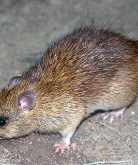 DỊCH VỤ DIỆT CHUỘT