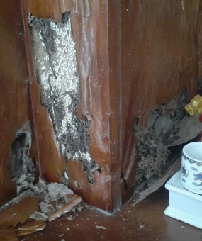Diệt mối tận gốc Phú Nhuận HCM