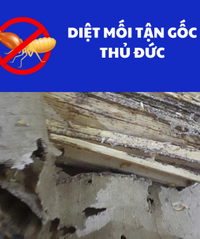 Diệt mối tận gốc Thủ Đức