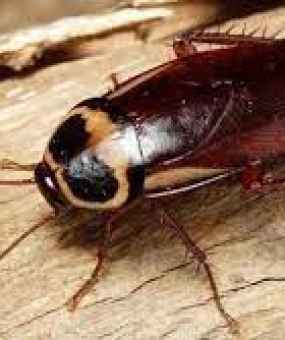 DIỆT GIÁN TẬN GỐC