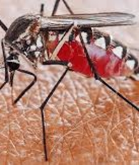 DỊCH VỤ DIỆT MUỖI