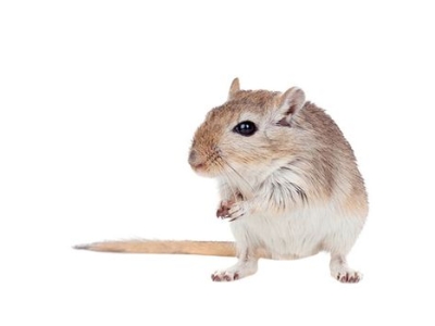 CÁCH PHÒNG CHỐNG CHUỘT TẠI NHÀ