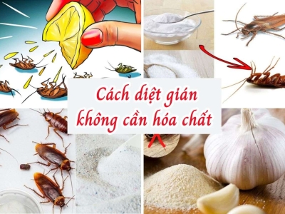 CÁCH DIỆT GIÁN ĐƠN GIẢN TẠI NHÀ