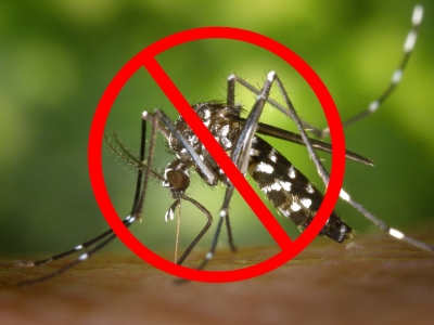 CÁCH PHÒNG CHỐNG MUỖI ĐƠN GIẢN HIỆU QUẢ TẠI NHÀ