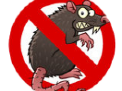 CÁCH DIỆT CHUỘT ĐƠN GIẢN HIỆU QUẢ NHẤT