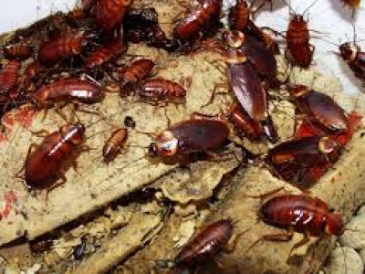 CÁCH PHÒNG CHỐNG GIÁN TẠI NHÀ