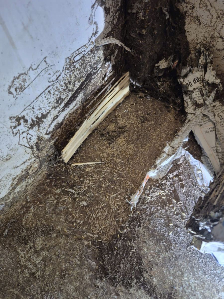 Dấu hiệu của mối tại Quận 9 