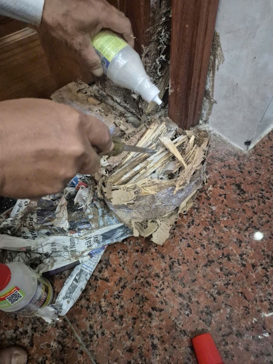 Mối lại là ‘kẻ thù nguy hiểm’ của ngôi nhà bạn