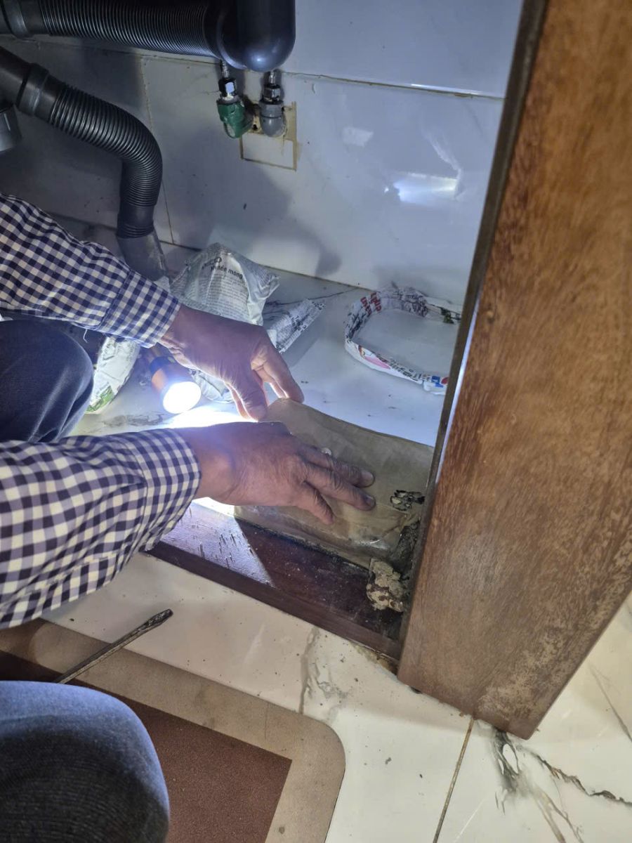 Quy trình diệt mối Phú Nhuận chuyên nghiệp