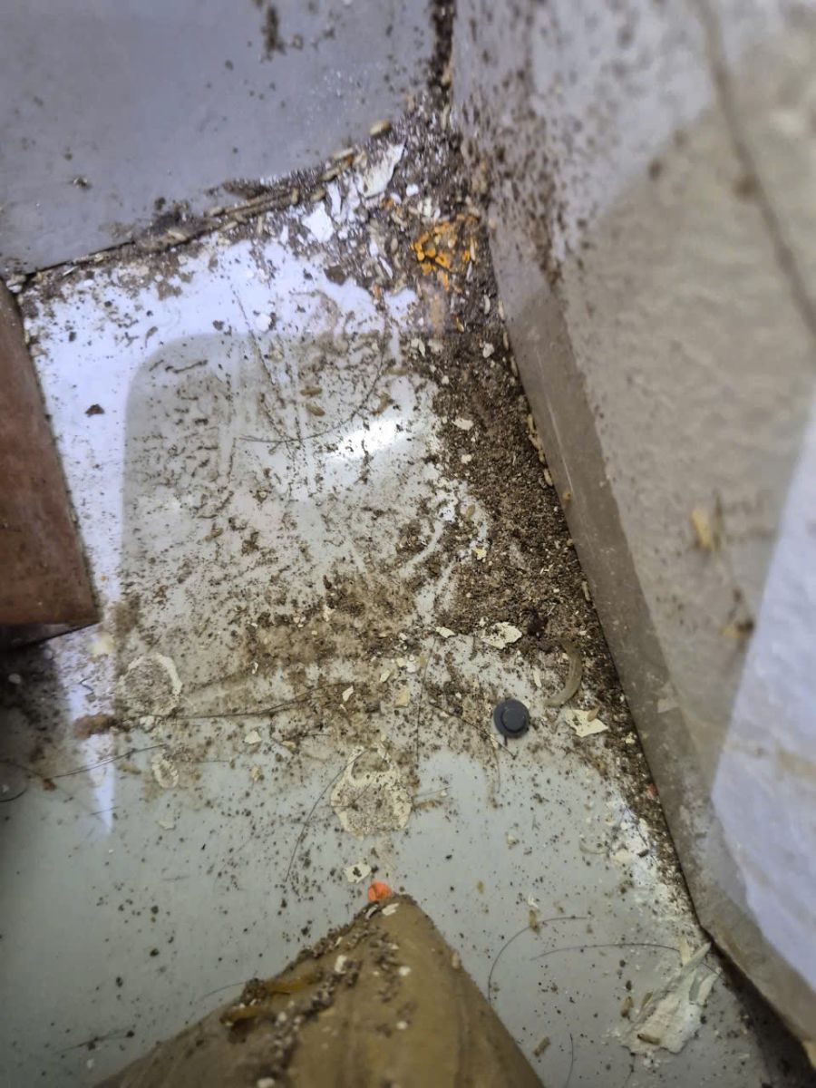 Tác hại khi để mối sinh sôi trong nhà