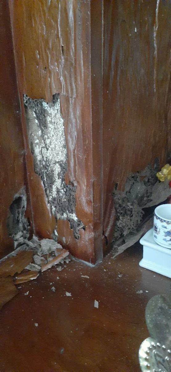 Diệt mối phú nhuận hcm