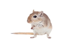 CÁCH PHÒNG CHỐNG CHUỘT TẠI NHÀ