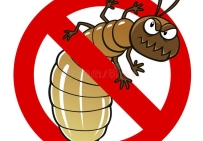 TẠI SAO LẠI CÓ MỐI TRONG NHÀ