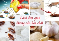 CÁCH DIỆT GIÁN ĐƠN GIẢN TẠI NHÀ
