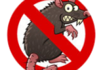 CÁCH DIỆT CHUỘT ĐƠN GIẢN HIỆU QUẢ NHẤT