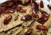 CÁCH PHÒNG CHỐNG GIÁN TẠI NHÀ