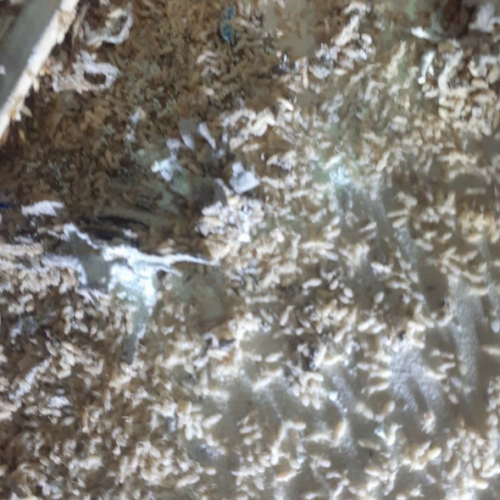 DIỆT MỐI HÓA SINH