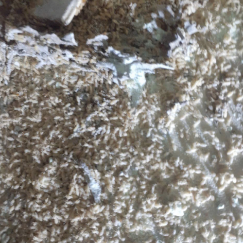 DIỆT MỐI HÓA SINH