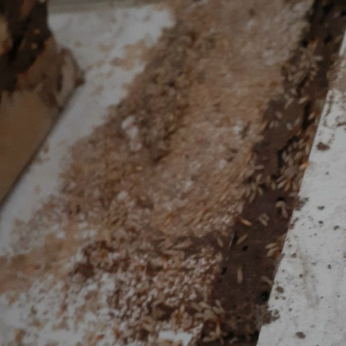 DIỆT MỐI HÓA SINH