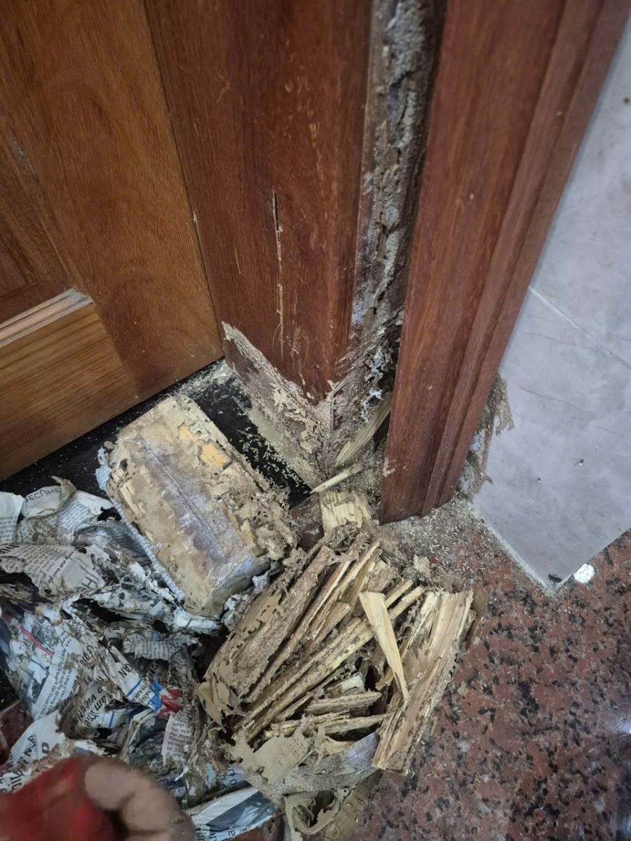 Nguyên nhân mối xuất hiện nhiều tại Bình Phước